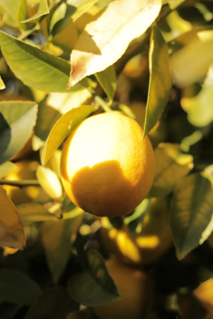 Two photos of lemons in a tree side by side. One on the left has a cooler light effect on it, while the other has a more warm lighting. 