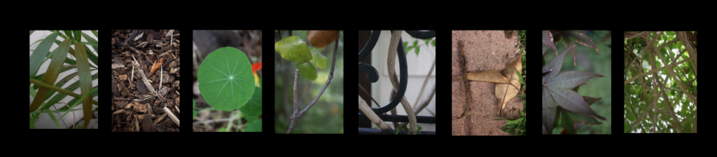Different elements of nature spell out my name. Leaves for A, bark for N, a round leaf for O, a twig for U, a vine for S, leaves and bark for H, a leaf for K, and more vines for A. 