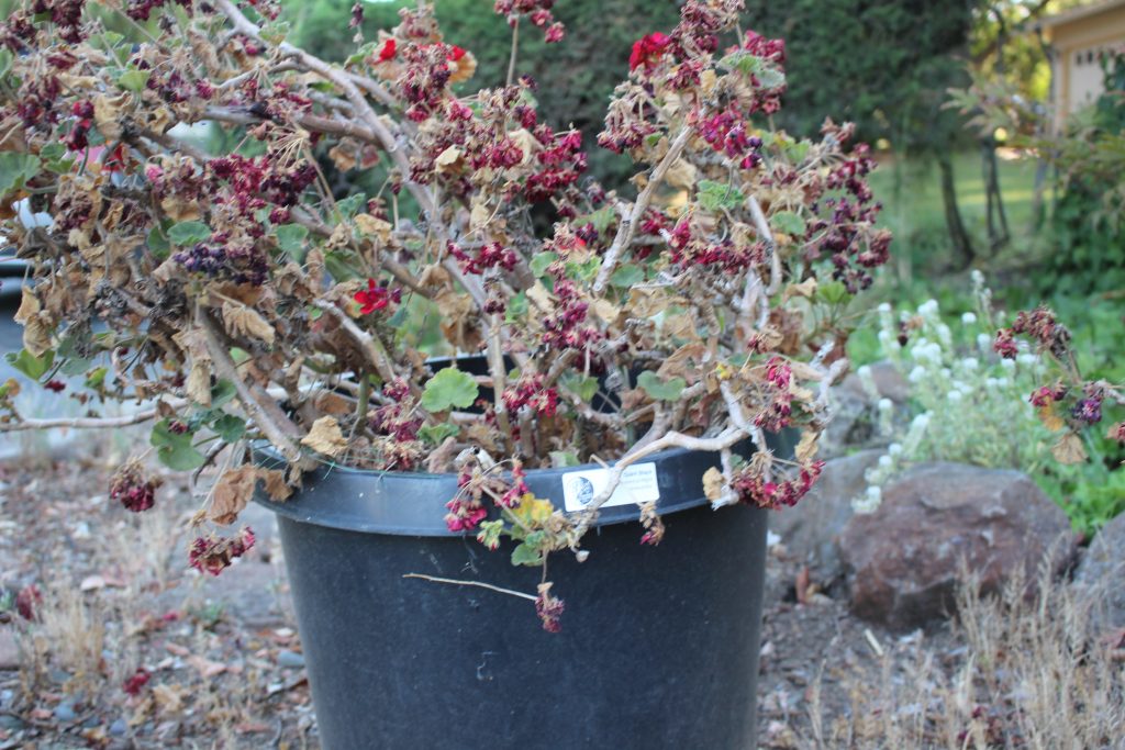This photo shows a rose plant in a black bucket in the middle of the frame. In the background, there are rocks and some other greenery, but the rose plant takes up most of the frame.