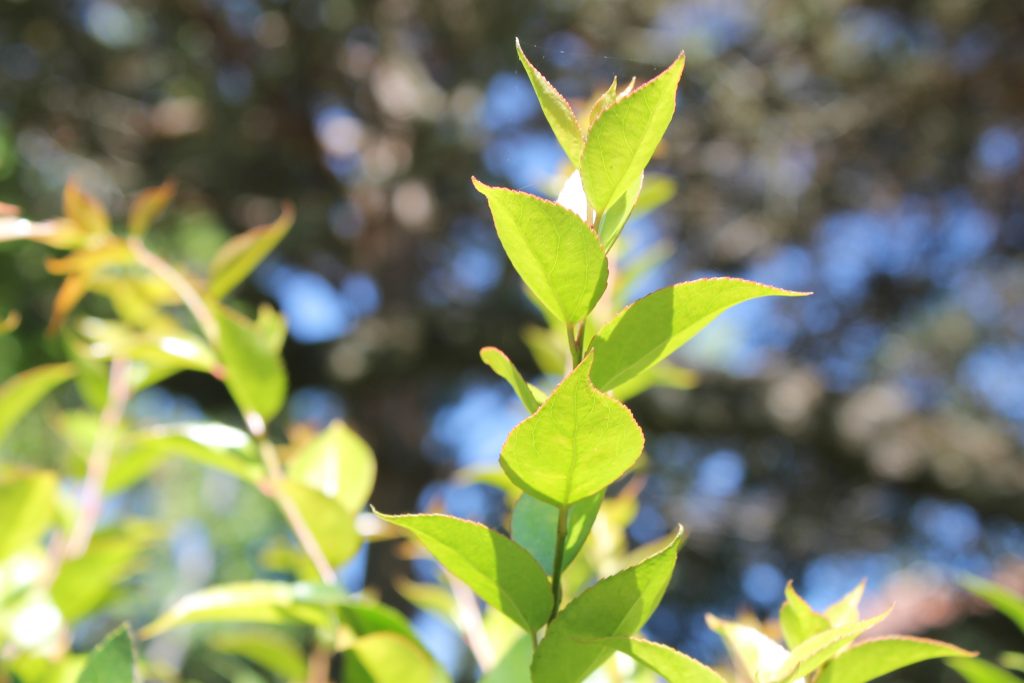 This photo shows several leaves on a plant in the foreground. There are more leaves and a dark tree in the background, but the leaves stand out because of their natural brightness under the sun.