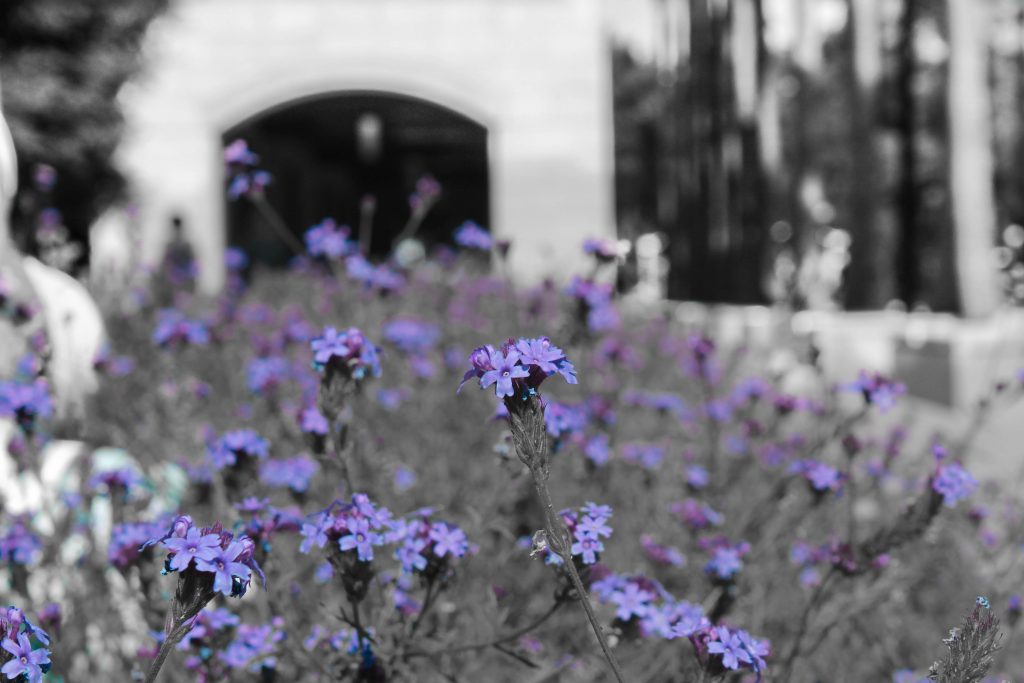 This photo shows a lavender plant in the foreground, which is purple. The rest of the photo has been color changed to be monochrome.
