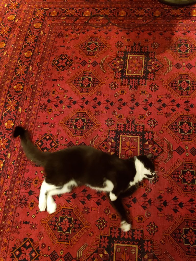 This photo shows a black and white cat lying on a red rug. The cat seems to be lounging, showing relaxation and freedom.