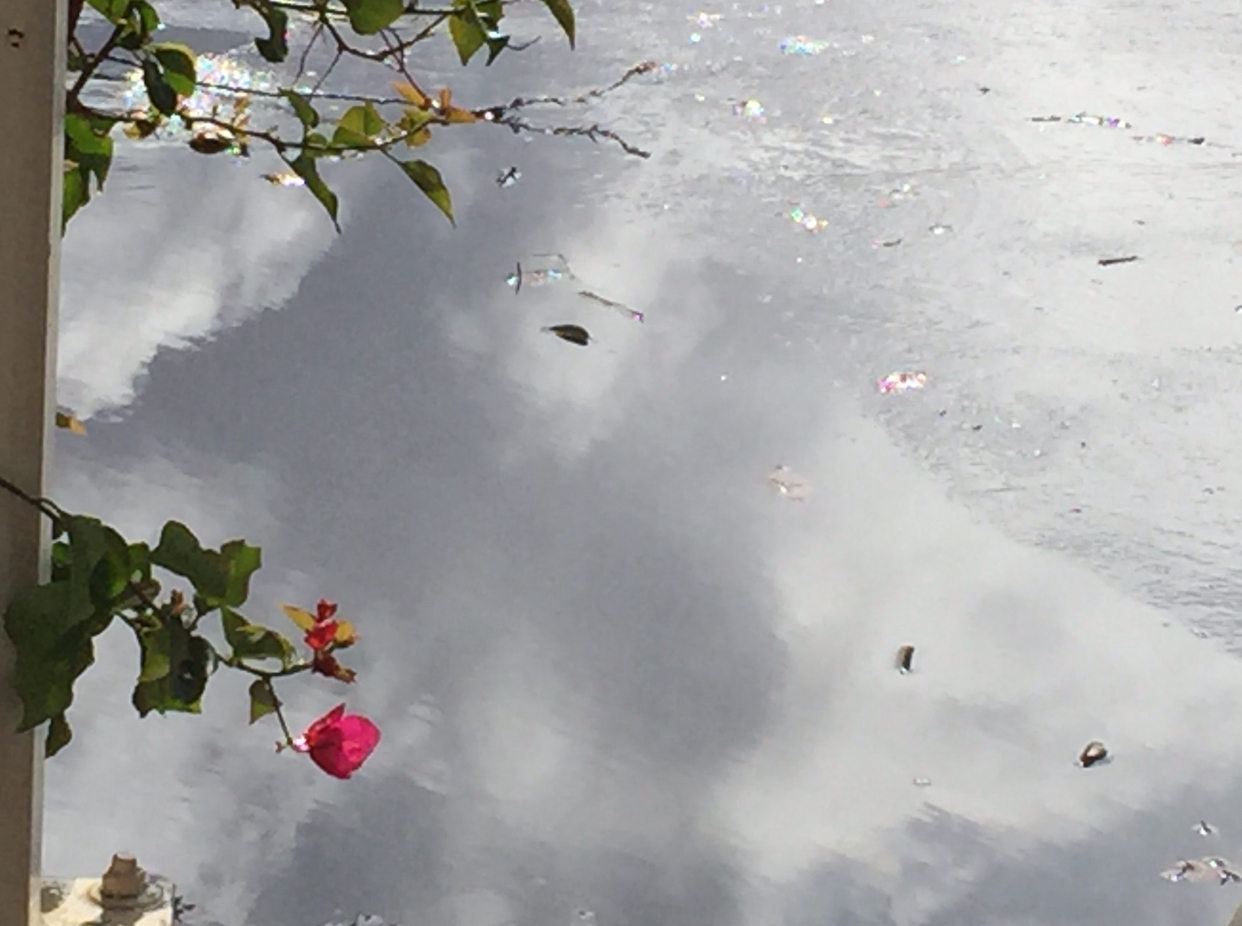 Flowers and a puddle