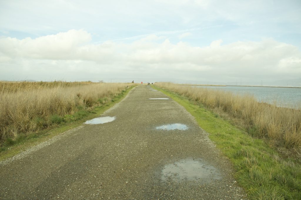 Landscape of a path in the center, with green and tan bushes lining either side of the road.