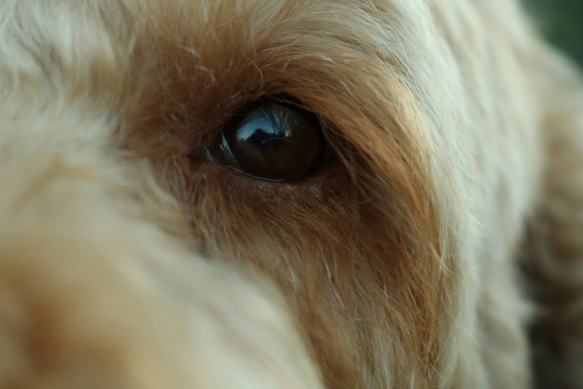 Eyes