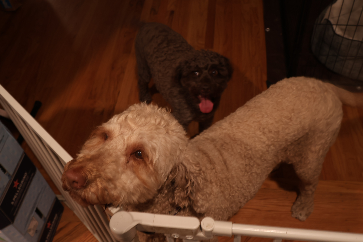 SMall vs large