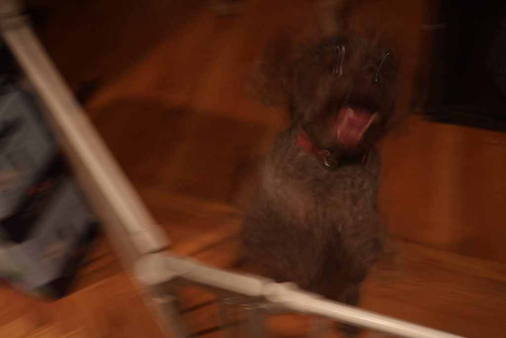 A blurry motion filled photo of a brown dog jumping around a gate