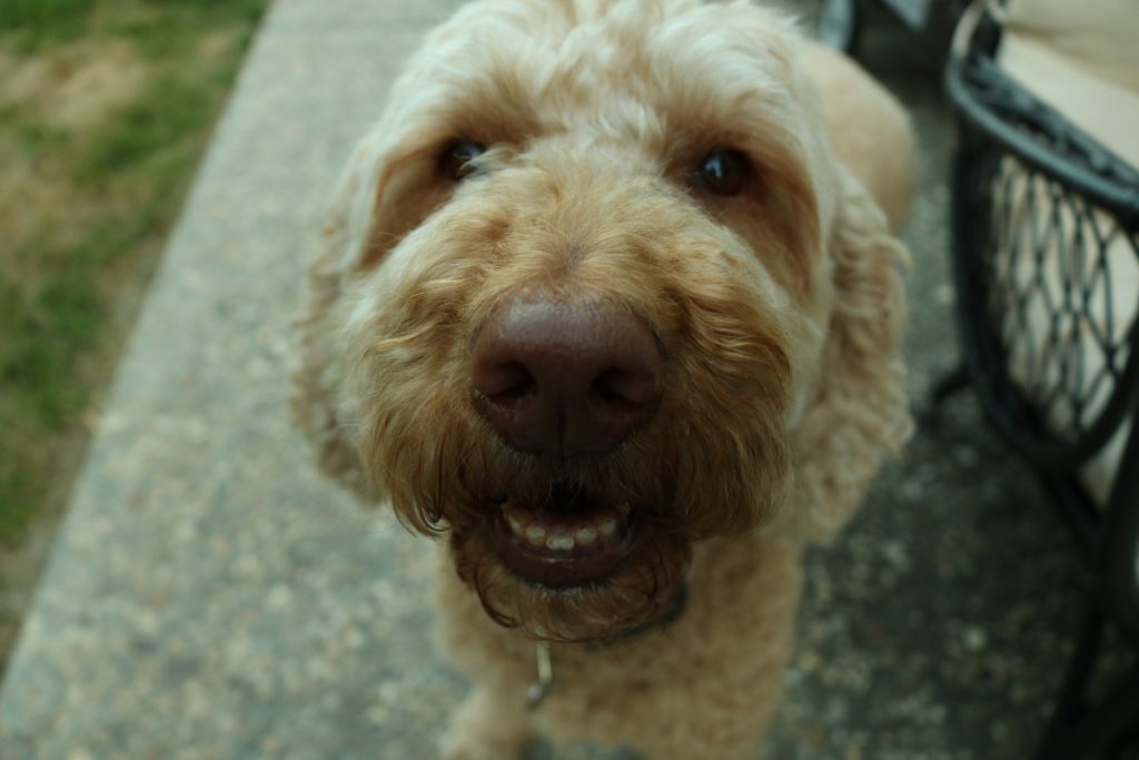 a photo of a smiling dog very close to the camera so that her nose is very large.