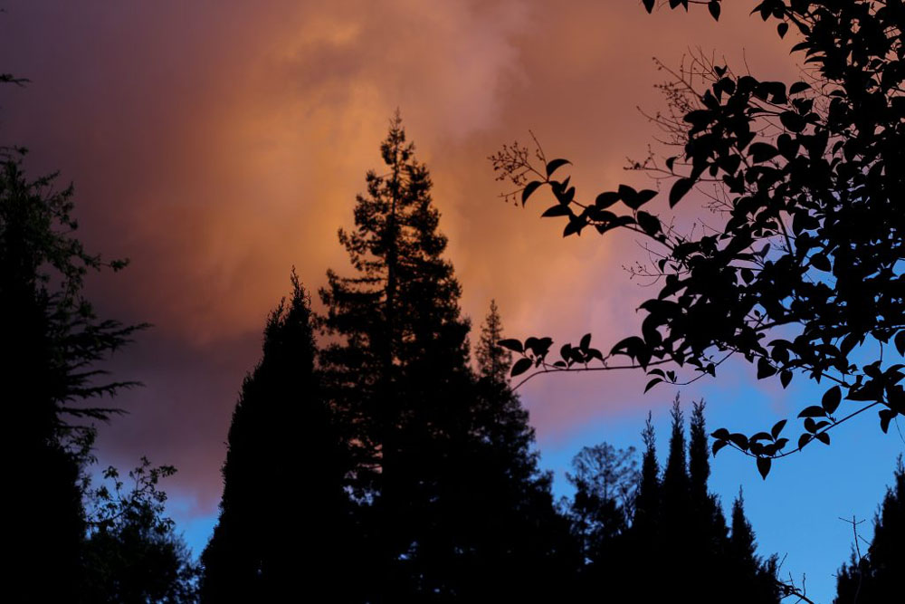 Photo of clouds with pink and orange sunset light and silhouettes of trees and plants surrounding. 