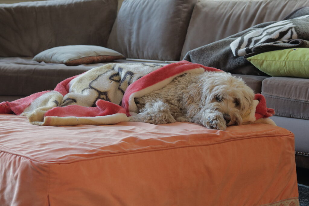 dog sleeping with a 49ers blanket on top of him
