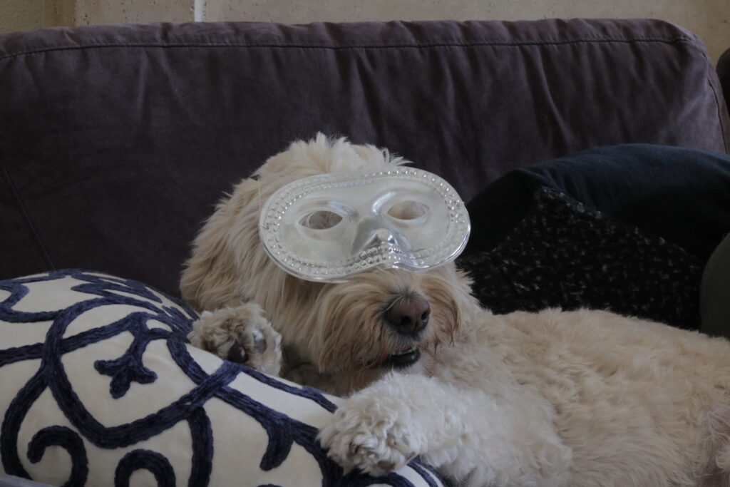 dog lying on couch with a mask