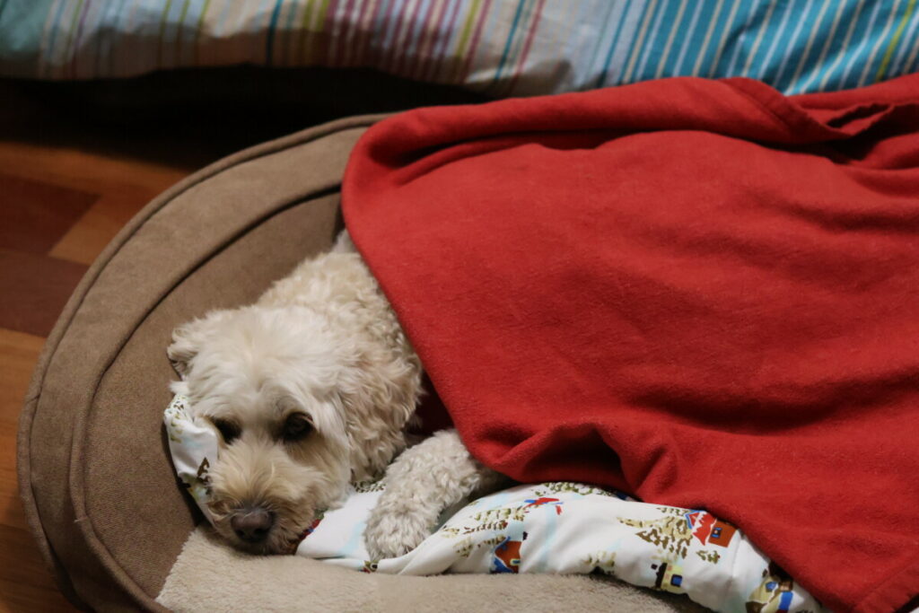 pic of dog in his bed with blankets