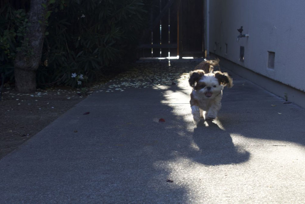 Photo of the rule of third that show motion. The photo shows a small dog running towards the right of the camera.
