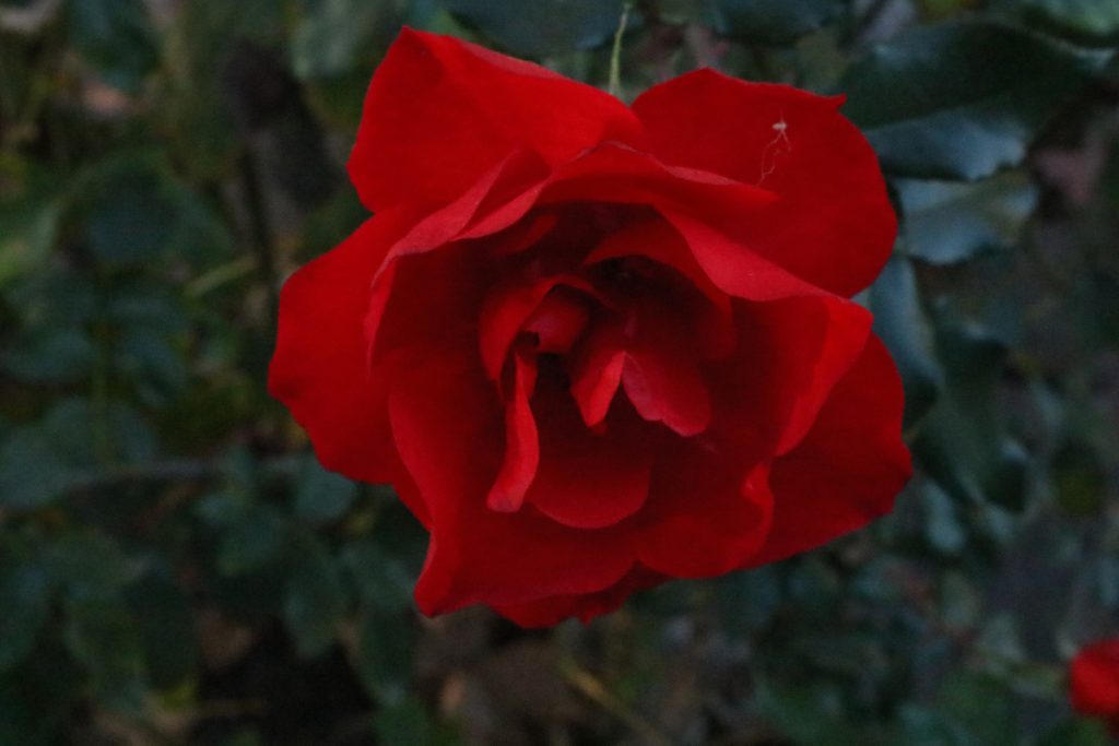 A picture of a beautiful red rose at Cuesta Park.
