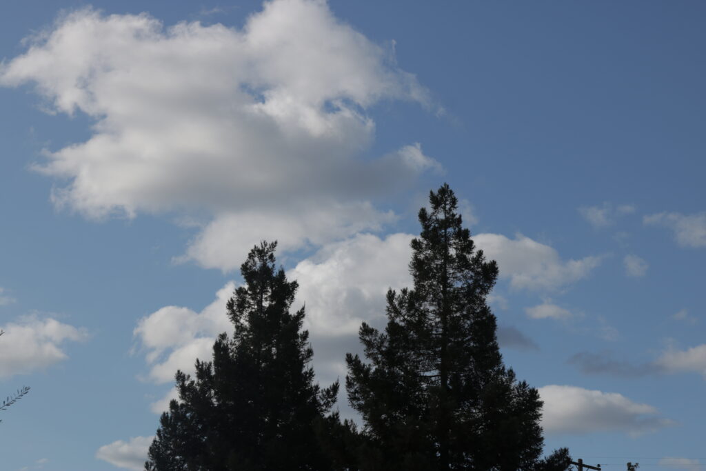 two trees against a blue sky with clouds