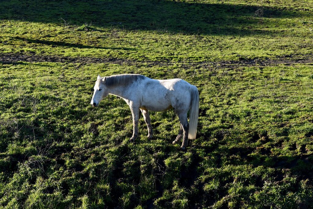 lone horse grazing