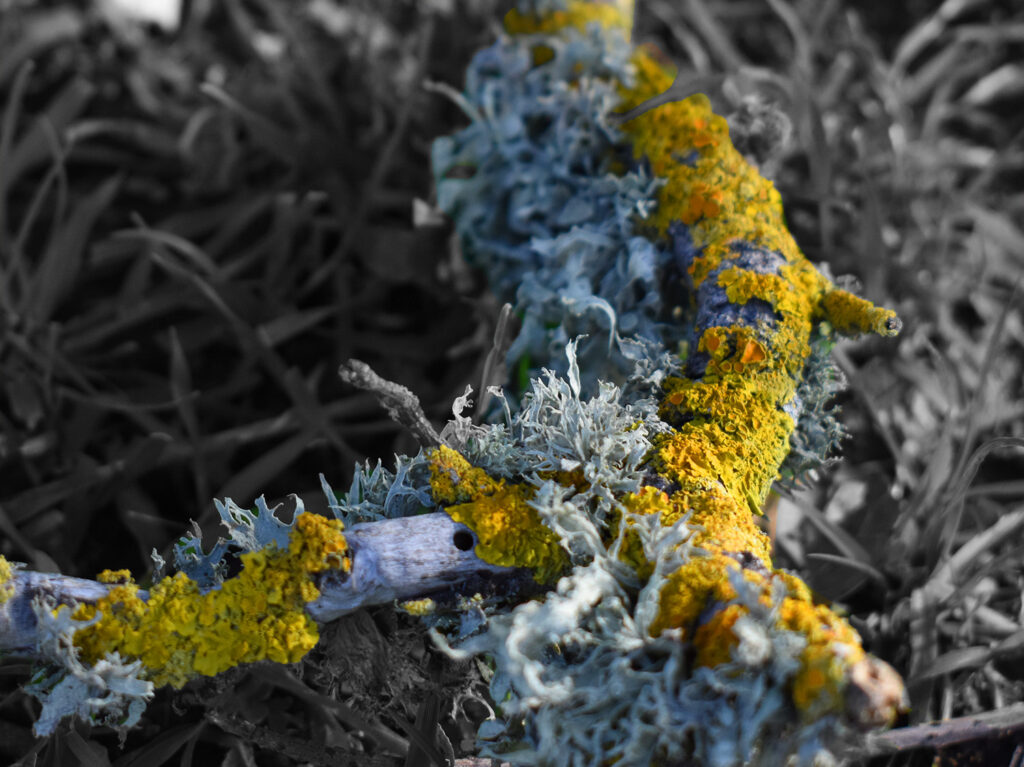 fallen twig covered in lichen