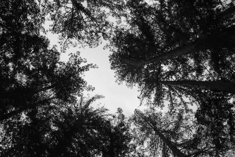 Redwood grove worm's eye view
