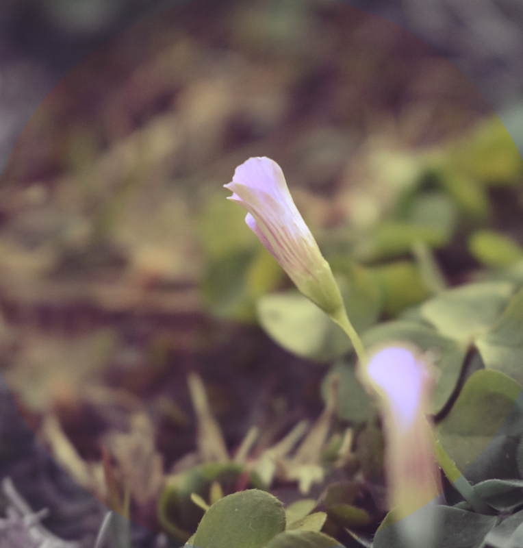 A photo zoomed into a small flower in the ground. Green leaves around, along with the faded grass. The petals will open soon, the flower closed, purple emerging through the green stem.