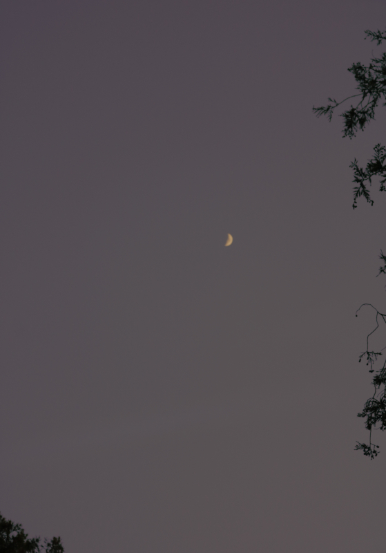In this photo, for negative space, displays an almost entirely blank photo of the sky, with a grey and light purple hue. The edges of the photo showing leaves of surrounding trees, and right near the middle, but not quite on the dot, is the moon. a crescent moon shining from afar in it's yellow peaceful state.