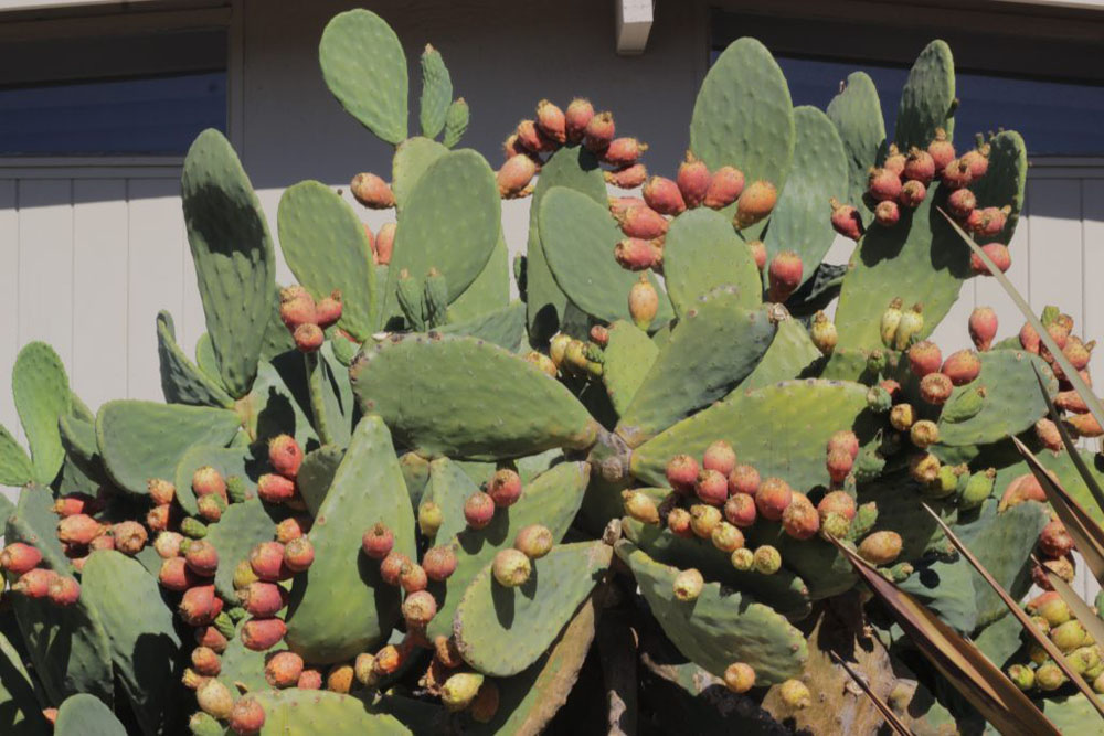 Large cactus with lots of fruits