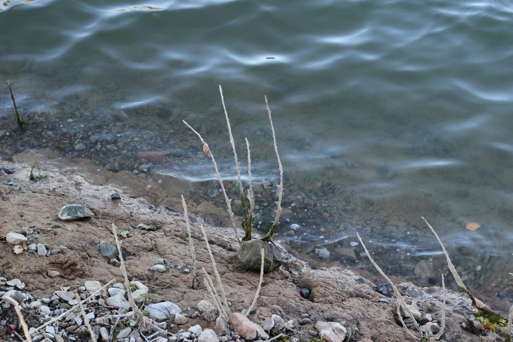 A photograph of rocks and sticks on a shore next to water.