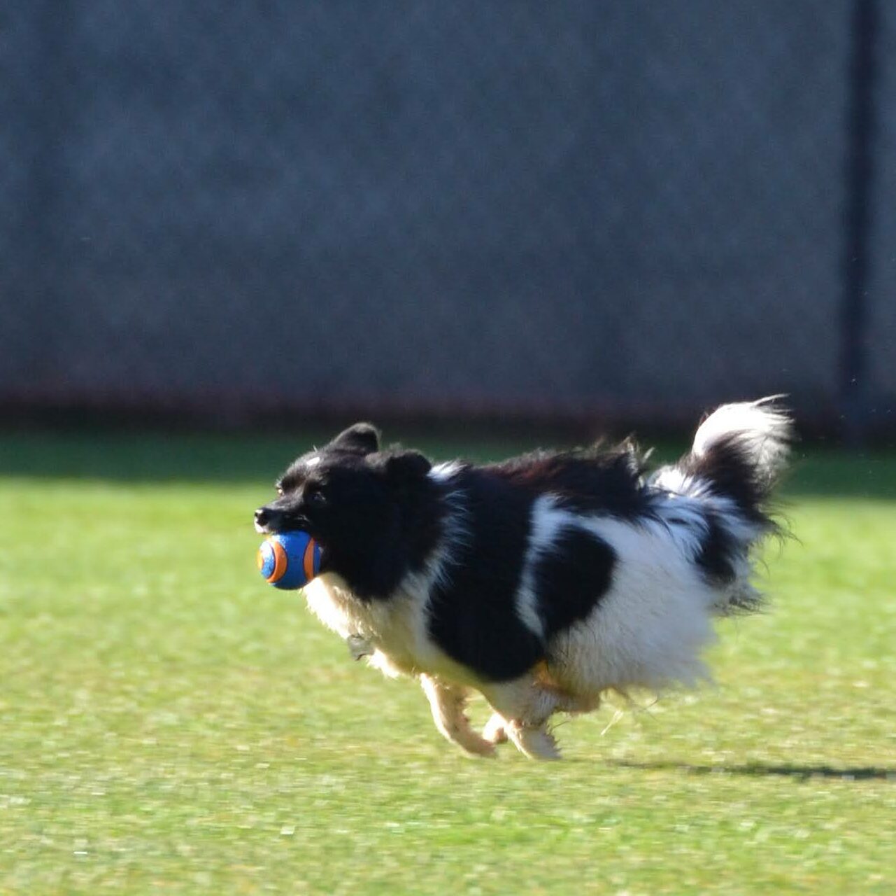 dog running with a ball
