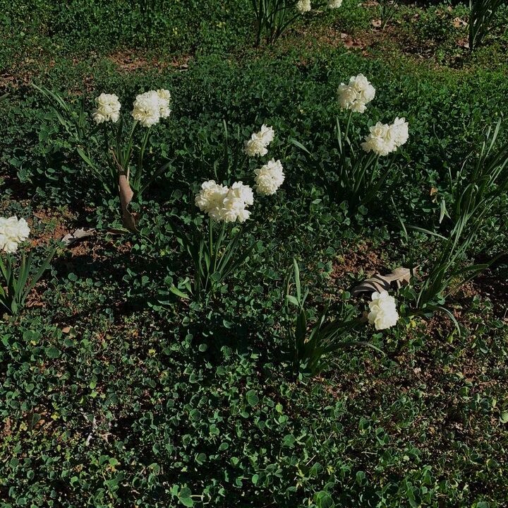 white flowers in a green field