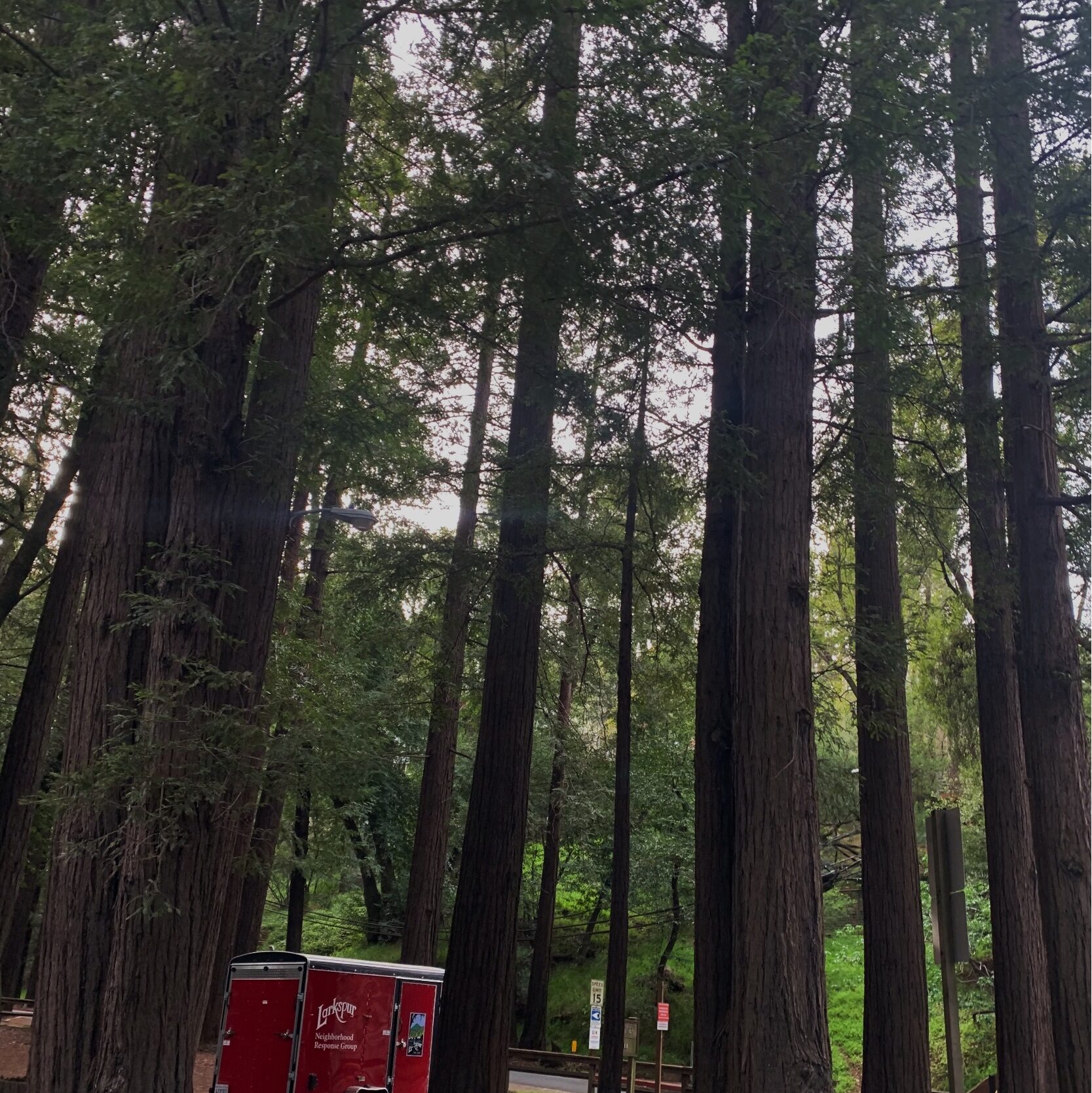 trees and red truck