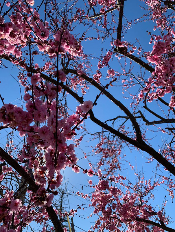 The image shows a cherry blossom tree at full bloom with a blue sky background