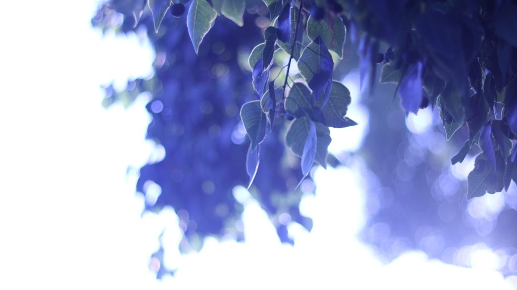 Tree leaves on a brightly lit sky
