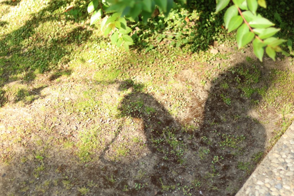 A shadow of a man watering a rosebush with a garden hose nozzle.