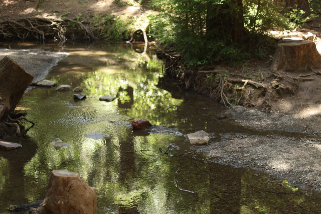 A creek calmly flowing through a redwood forest.