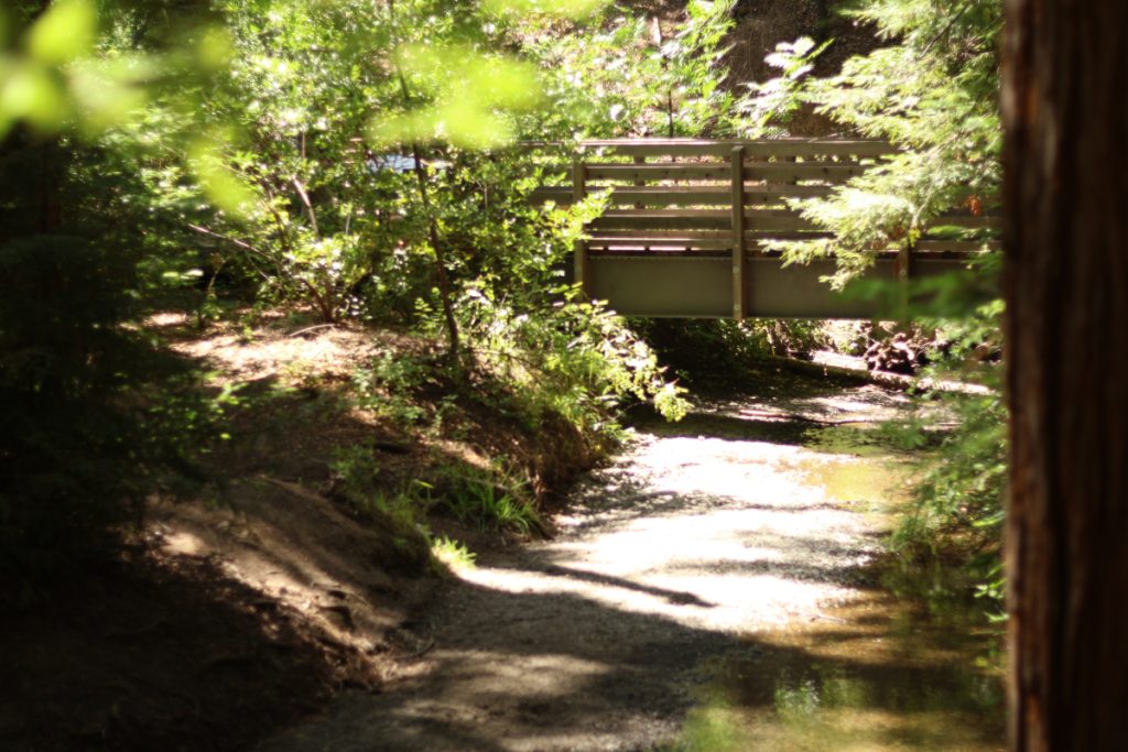 A bridge over a small creek in a forest