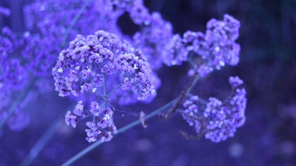 Purple flowers