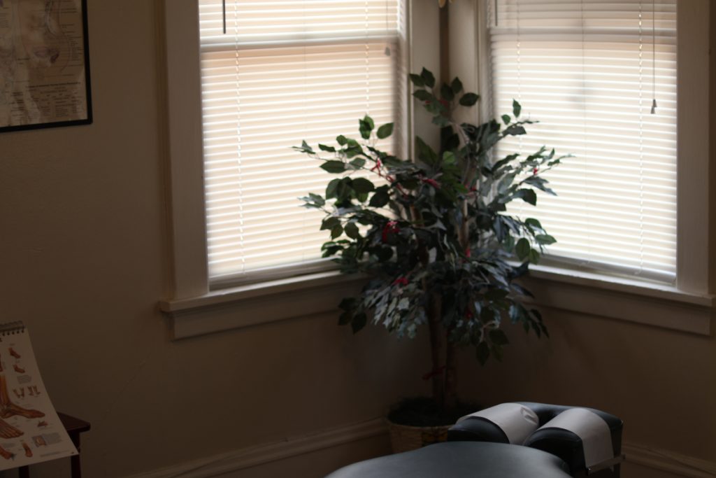 A green plant backlit by lights shining out of two windows