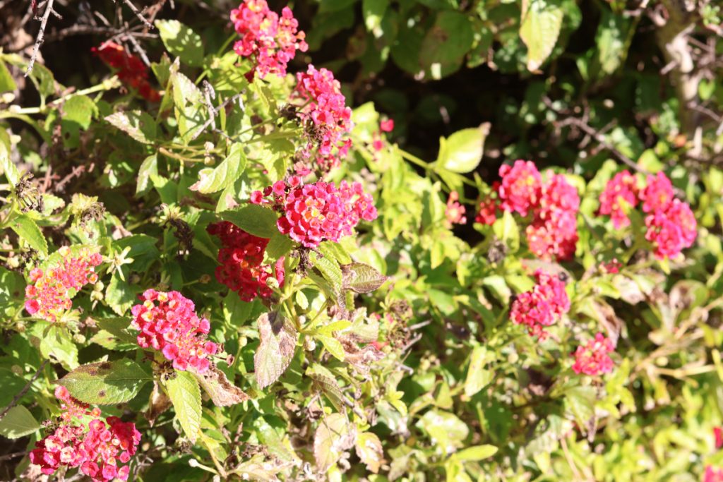 photo of a bush with red-ish pink flowers in sunlight.