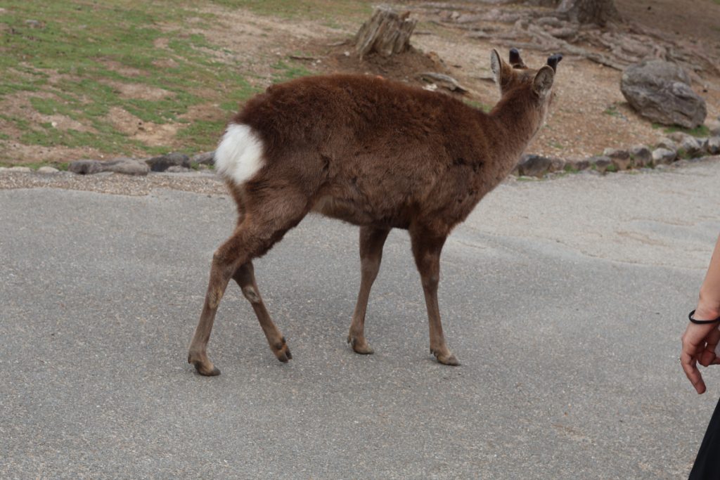 photo of a deer facing away from the camera. One of it's back legs looks like it is on backwards. The deer does not seem to care about this.