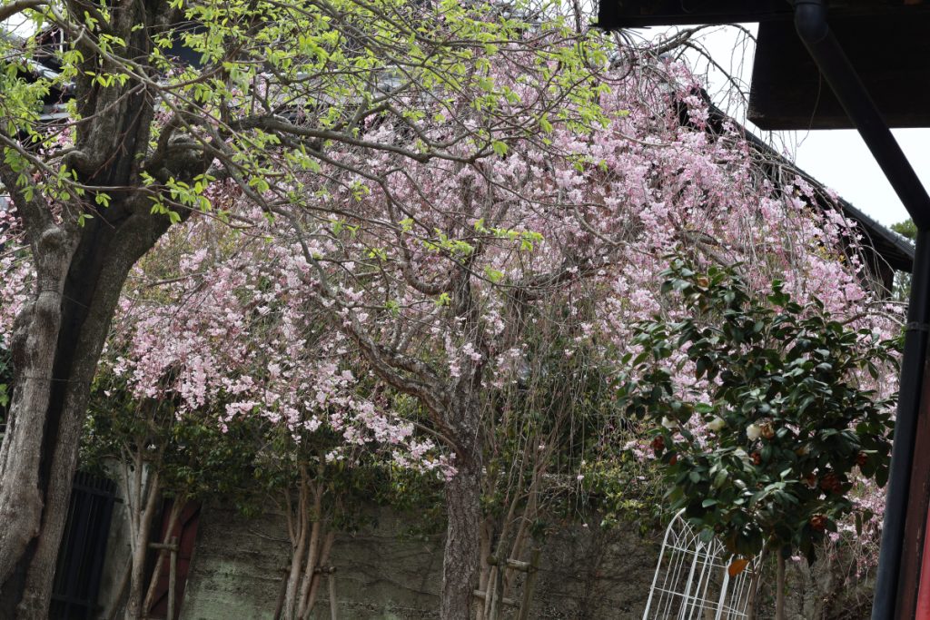 photo of a cherry tree in full bloom