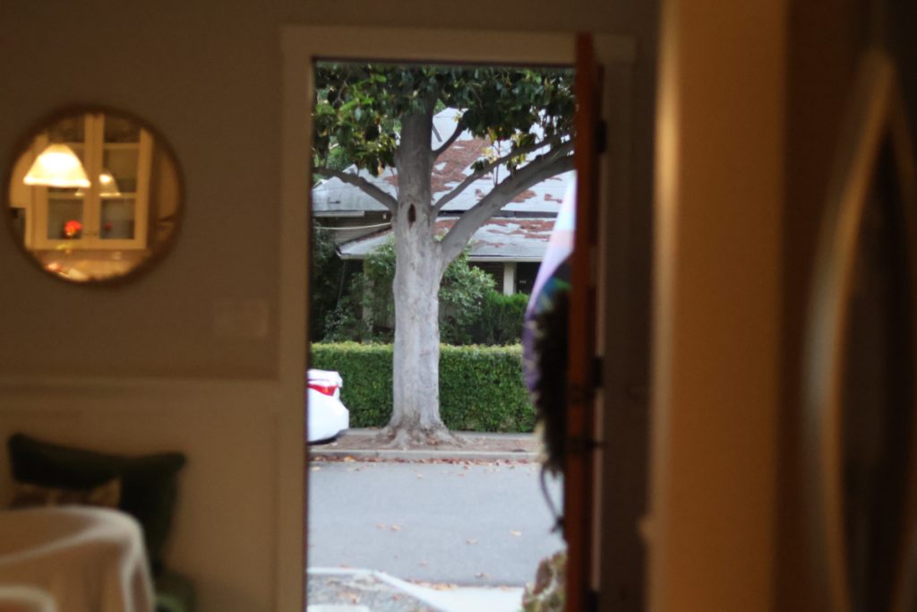 photo of the outside, centered on a tree, taken through a house's front door