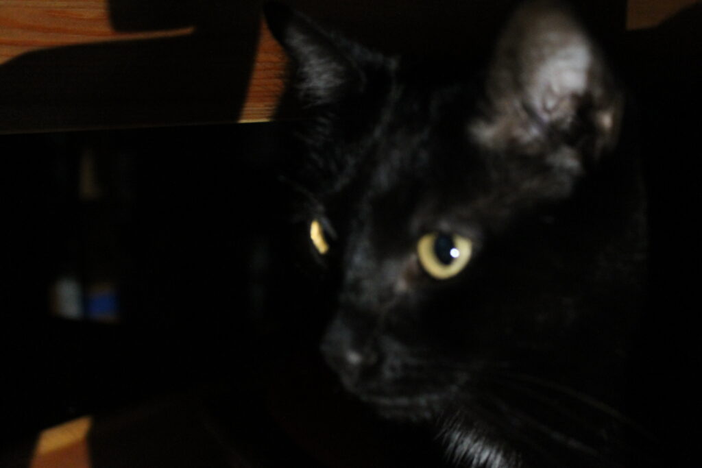 A black cat in a dimply lit room, laying on a chair