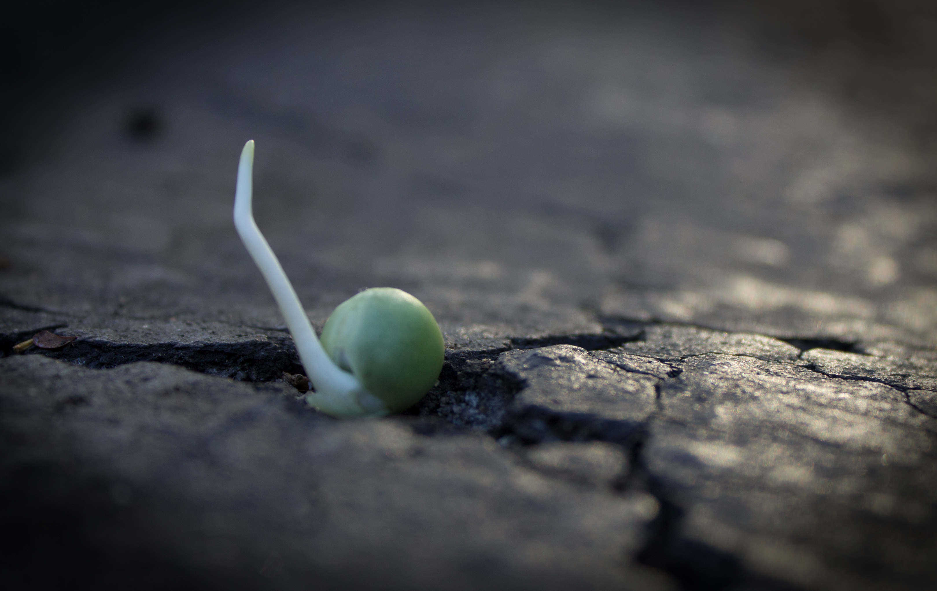 This is a picture of a pea sprout in a crack. It represents reluctance through the experience of following your instincts.