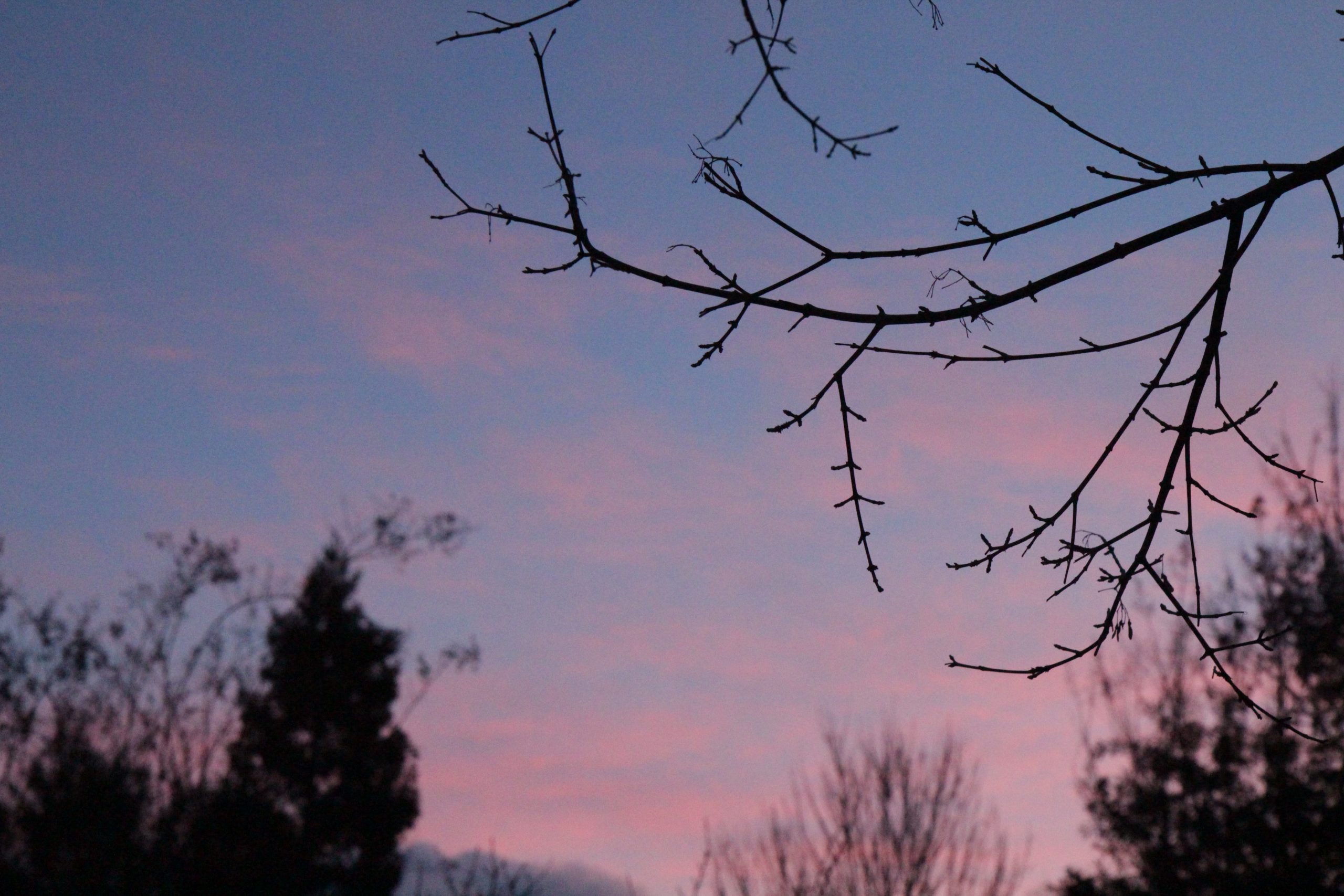 Picture of a pink and blue sunset in the background, a dead tree branch in the foreground. 