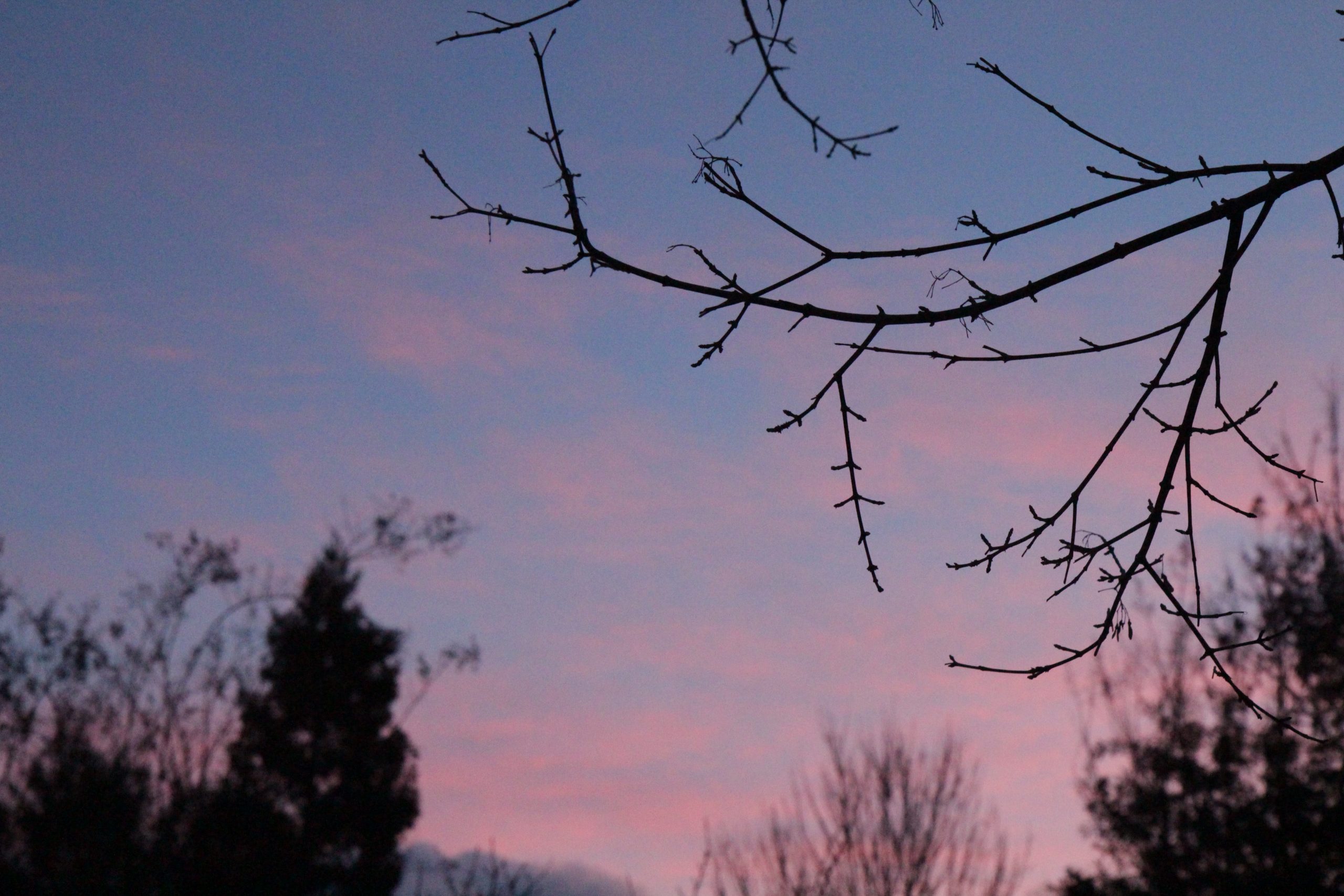Picture of a pink and blue sunset in the background, a dead tree branch in the foreground.