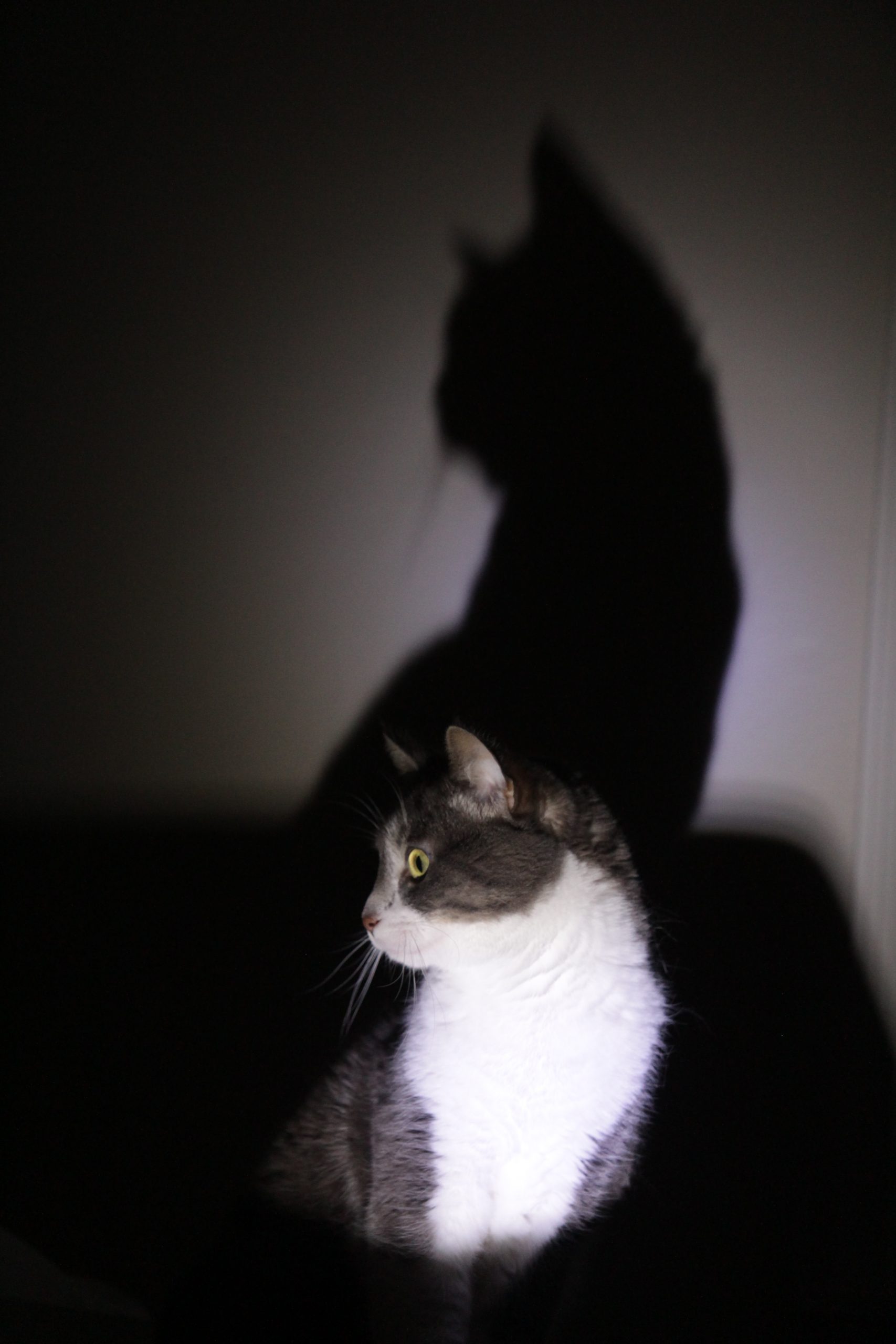 Photo of my cat and her shadow casted on the wall.