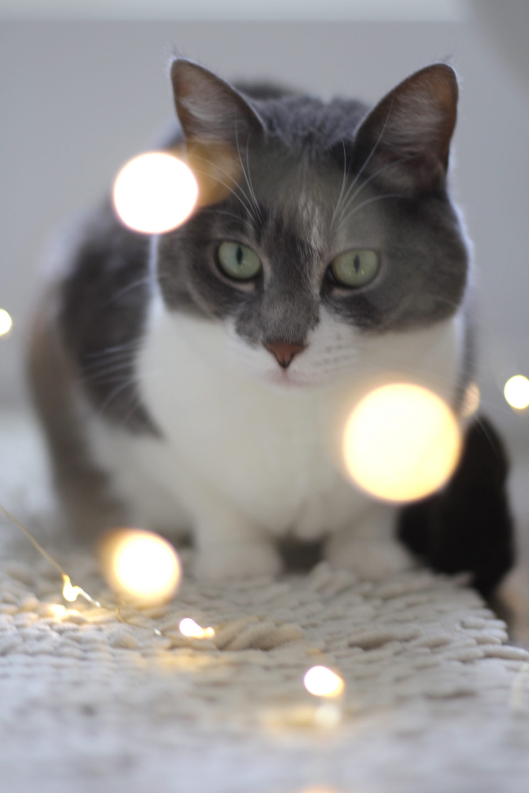 Image of a cat and light reflections around it with a white and grey background. 