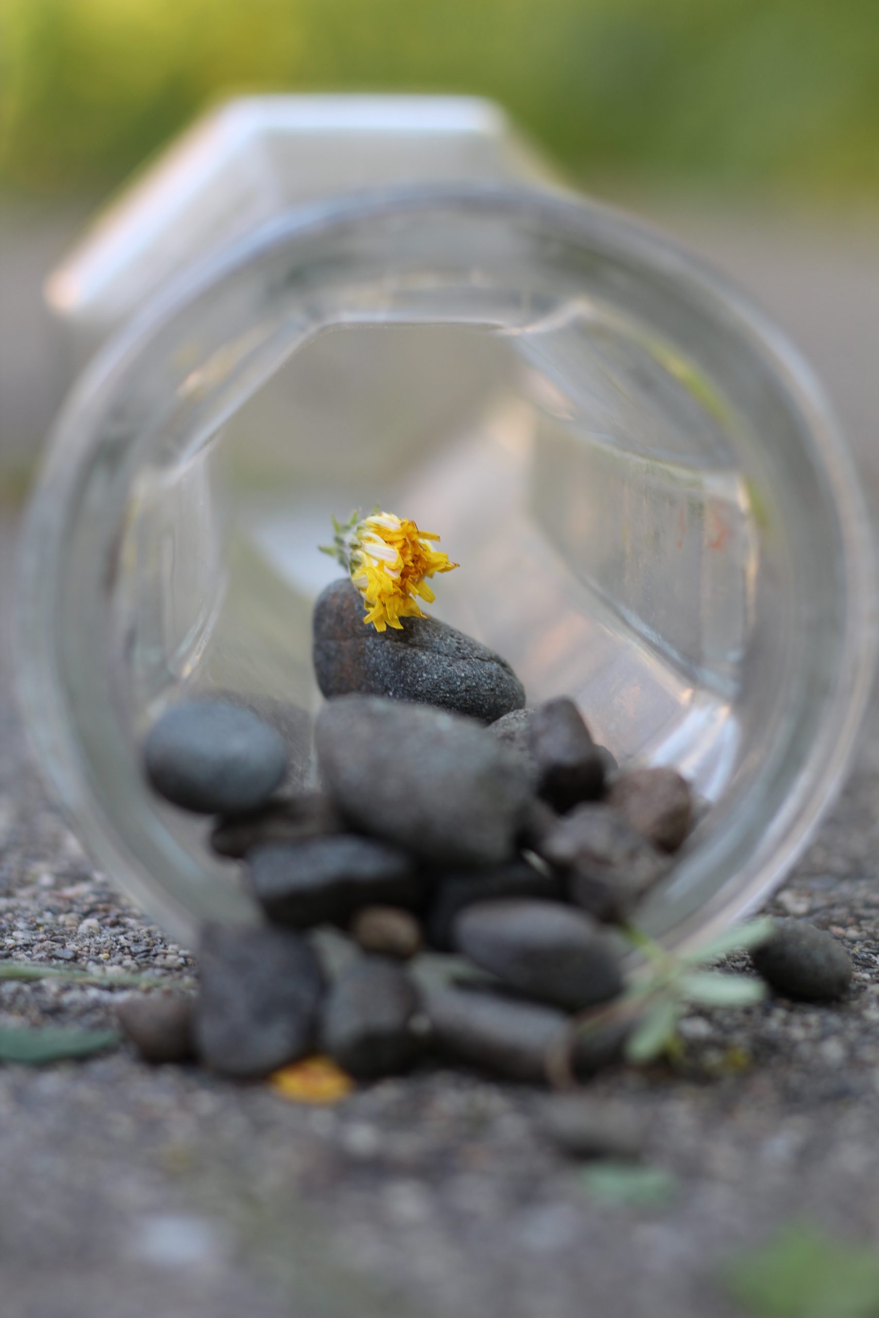Photo of a dying flower in a vase on top of pebbles. 