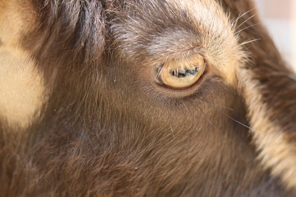 Close up of a goats eye with a slight reflection of the hay ground infront