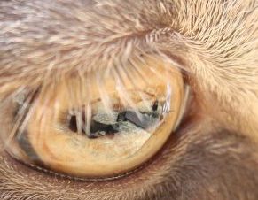 Close up of a goats eye with a slight reflection of the hay ground infront
