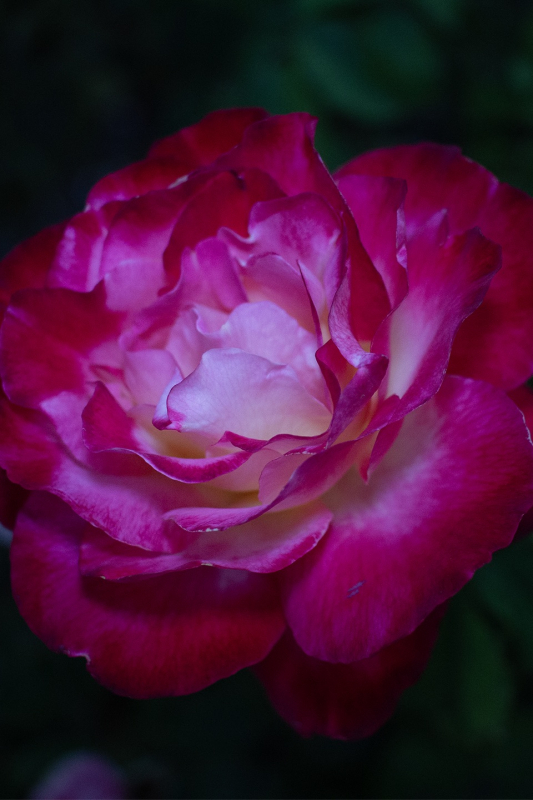 Close up of a red rose